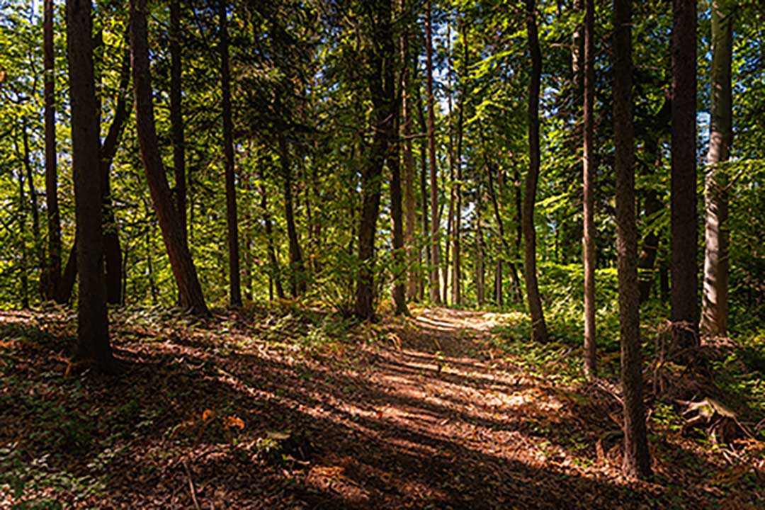 Wunderschöner grüner Wald mit Sonne, die durch die Bäume scheint